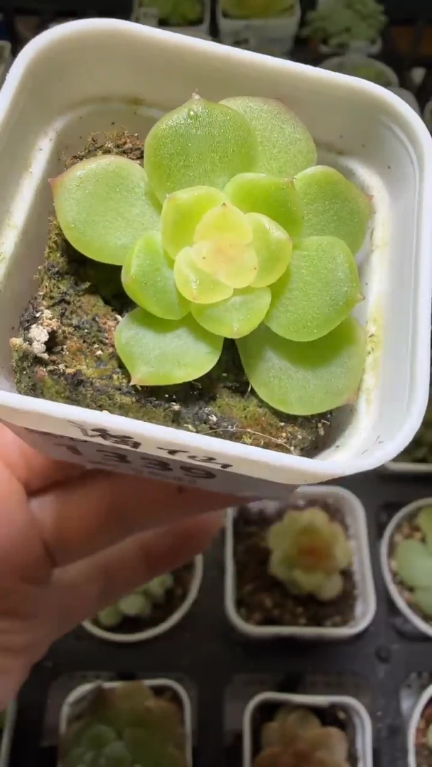1339  谪仙多肉植物