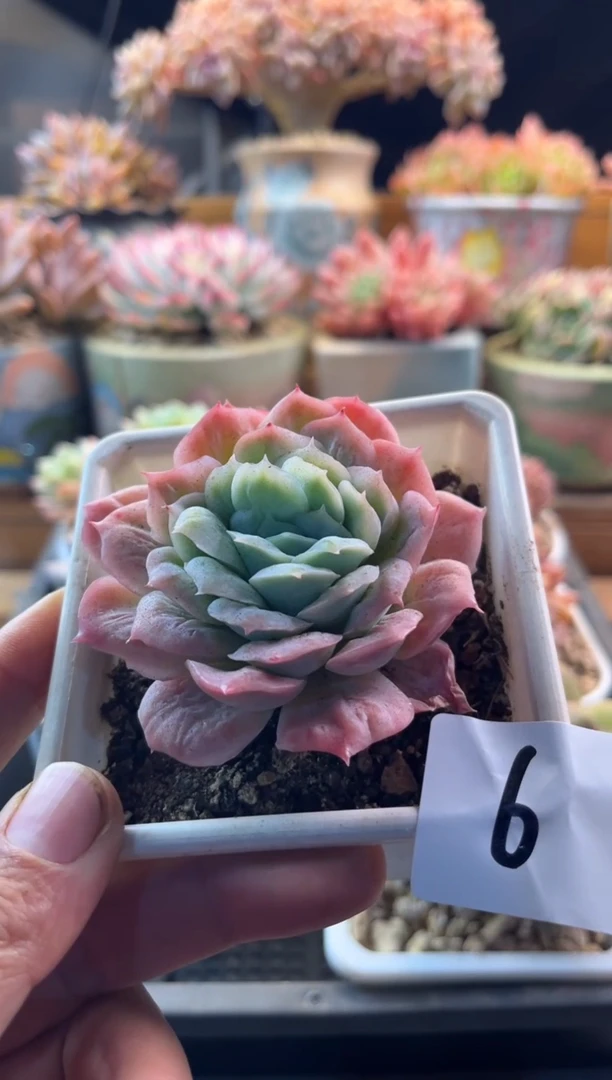 11.19-6泡泡纱裙111111111111