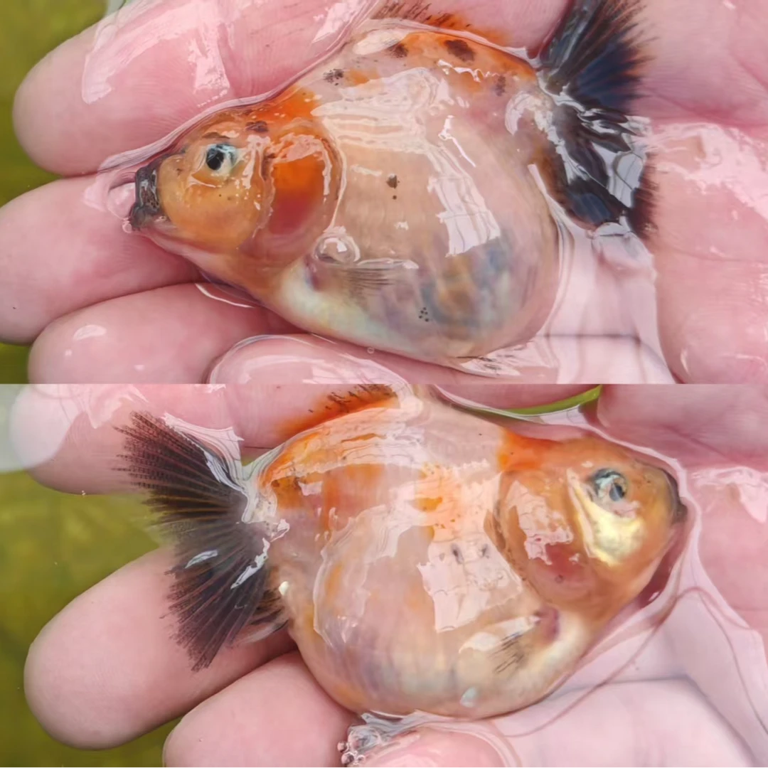 观赏鱼泰狮小苗一物一拍