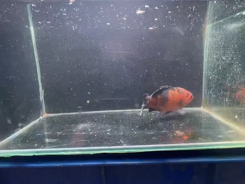 金鱼短尾草金专用链接115
