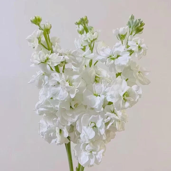 『紫罗兰混色5支』家居养花鲜花批发直播 全场两单顺丰包邮三单送配草次日达 养护教程联系客服