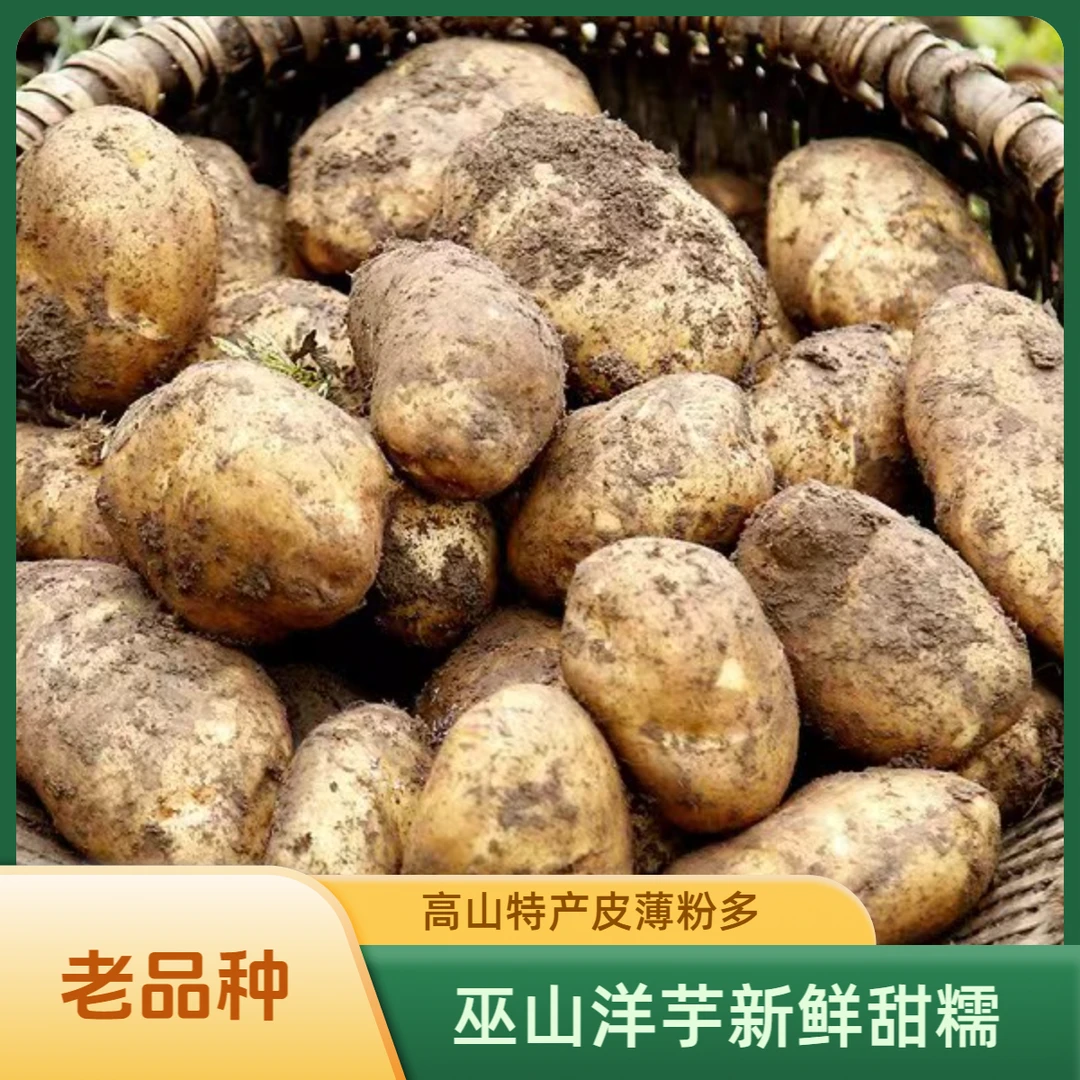 【巫山高山米达洋芋】骡坪新鲜现挖米达洋芋黄皮黄心皮薄香甜粉糯