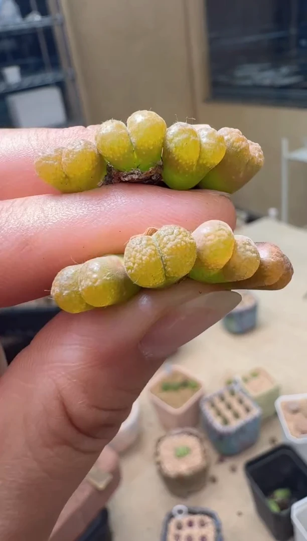 7.4-29多肉植物超级蛋糕一颗
