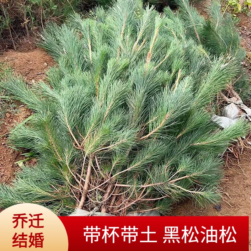 黑松树苗结婚乔迁松树四季常青别墅庭院风景大树小苗油松绿化苗木