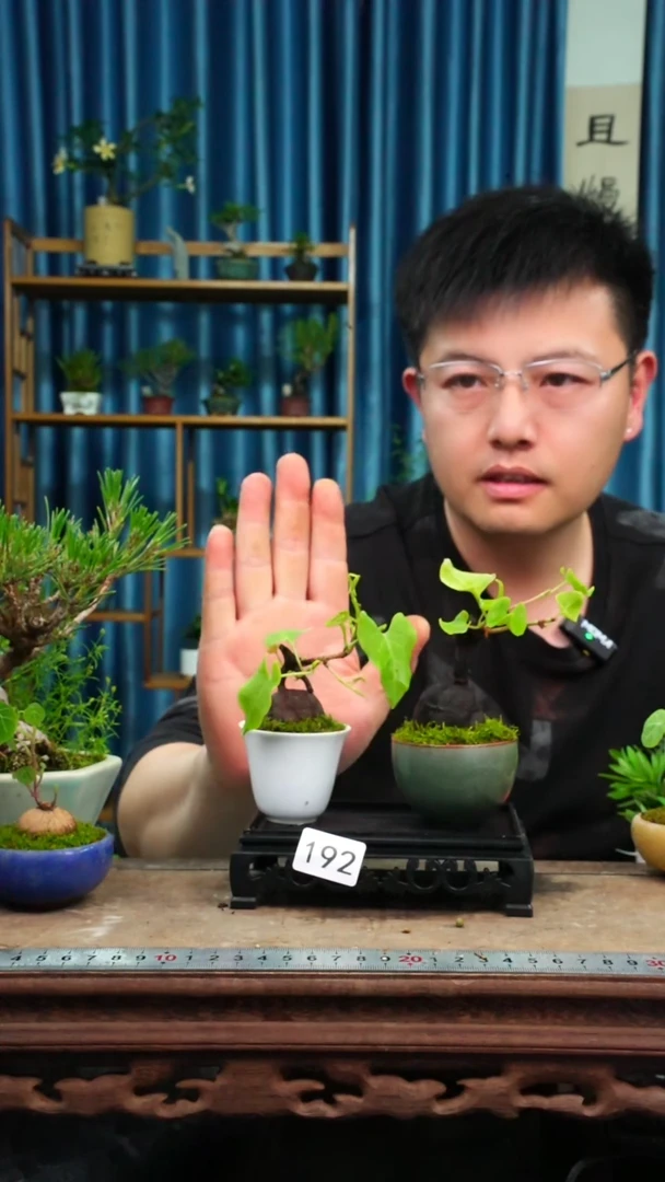 无花朵苔藓微景观192号