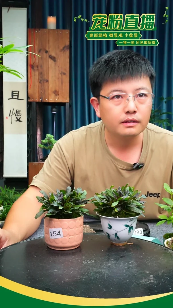 无花朵夏*苔藓微景观154号