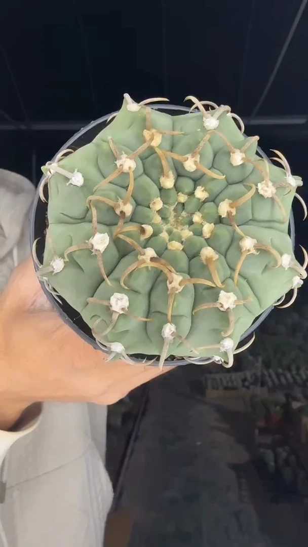 实生三本刺15.99