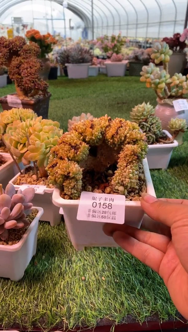 0158aa（满28包邮发货）