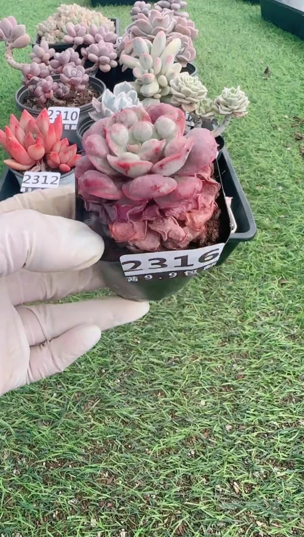 【闪购商品】信服多肉一物一拍