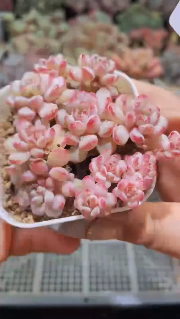 【闪购商品】040小红蛋带盆土