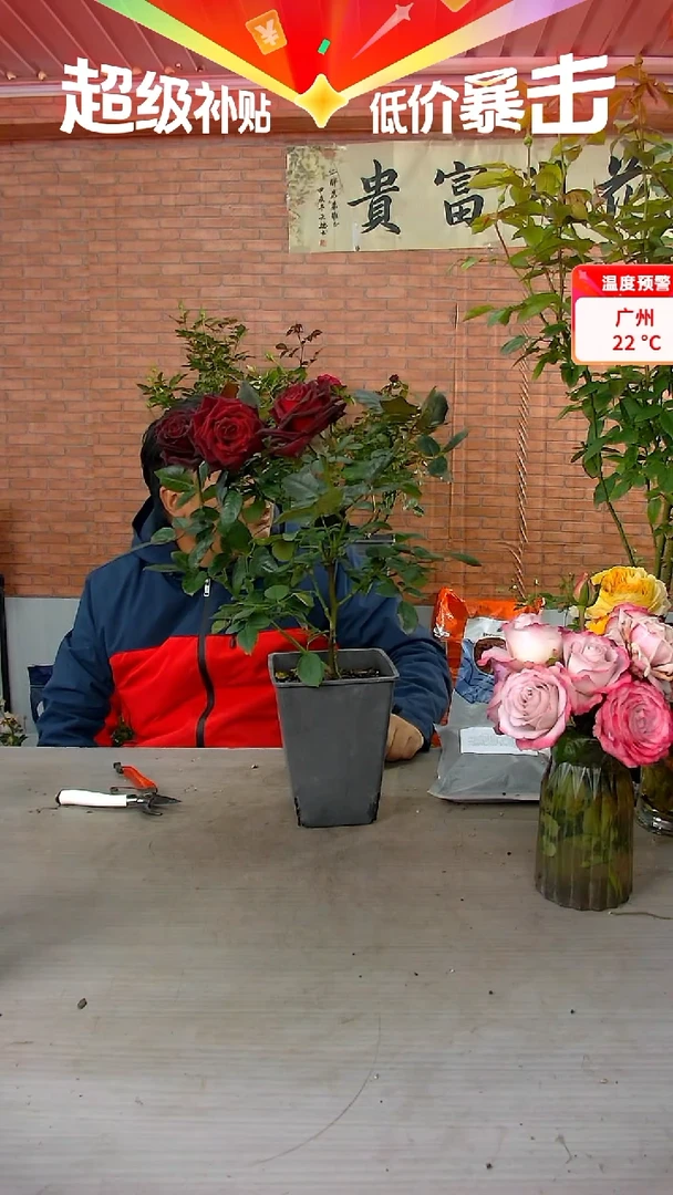 当前无花朵，栽培后可花朵黑巴克