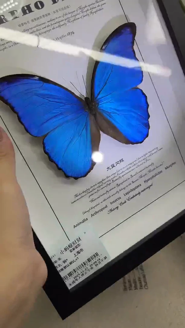 大蓝闪蝶 大列 处理价