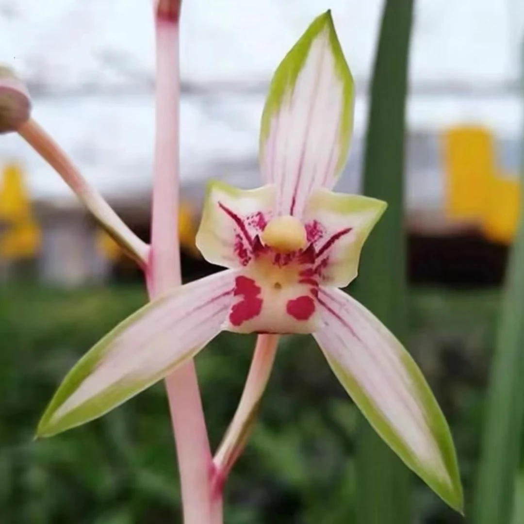 兰花艺草【高山春色】新手兰友好栽室内盆栽花卉高档兰花