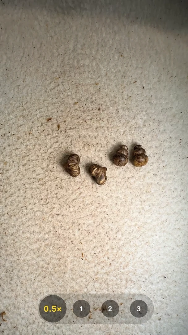 沉香手串堂*2个屁桃+2个葫芦8
