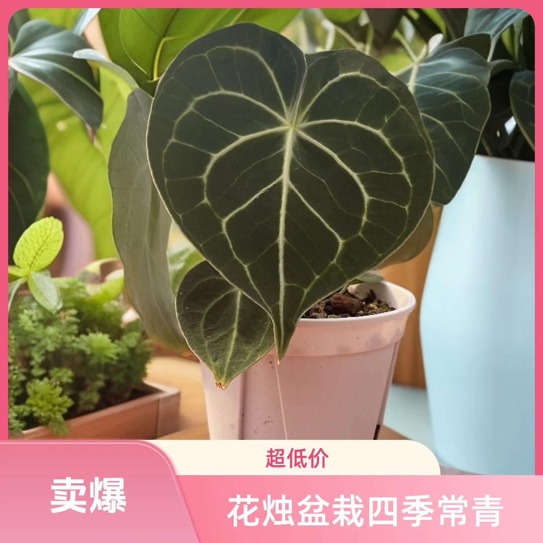 克莱恩花烛盆栽网红绿植室内好养耐阴四季常青吸甲醛120青山盆