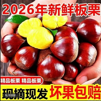 【买3斤送2斤 】高山新鲜板栗粉糯香甜坏果包赔 送开果器yy