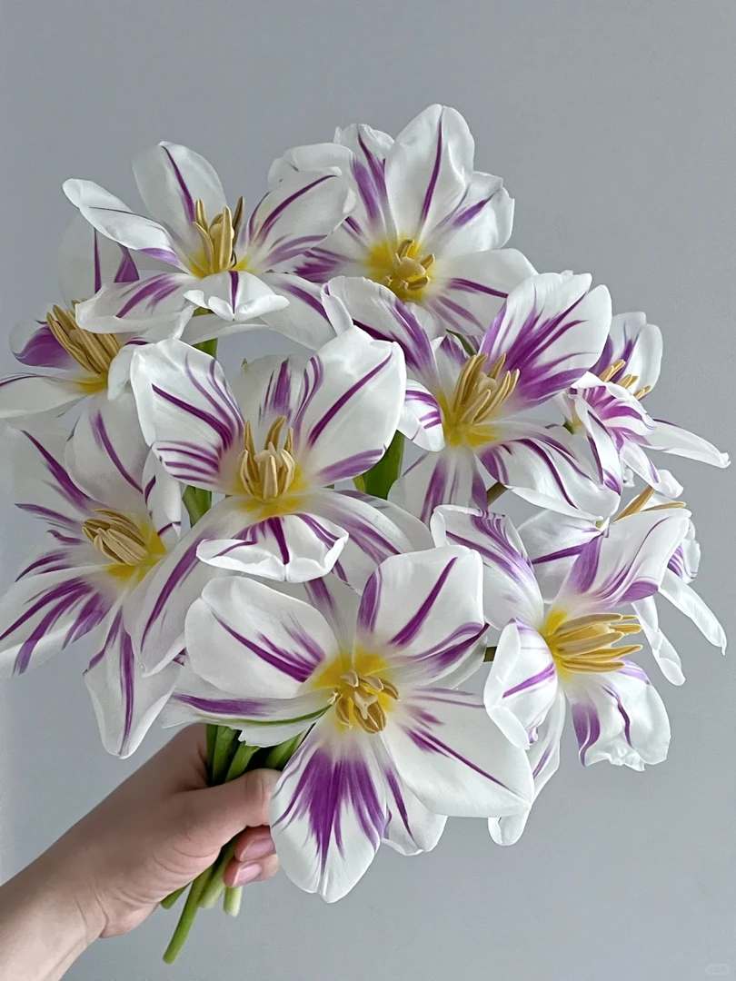 【郁金香】米老鼠 任三单顺丰空运包邮鲜切花家居花店插花