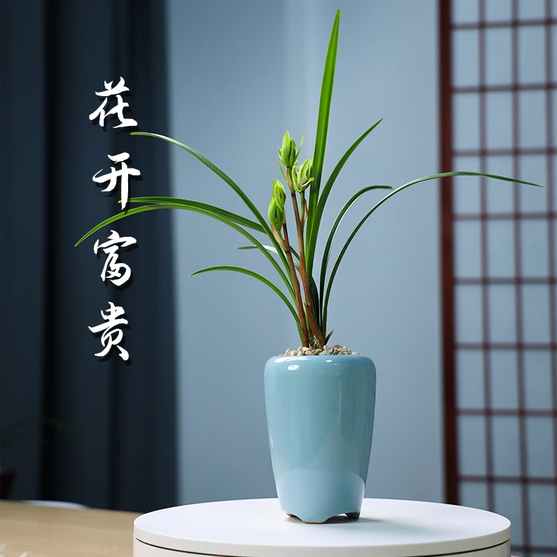 花开富贵兰花浓香型花卉绿植盆栽客厅桌面景德镇哥窑瓷盆不带花苞