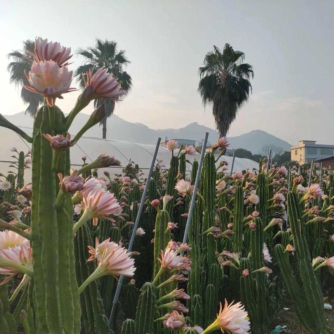 50cm 量天尺【无根】【不带花苞】