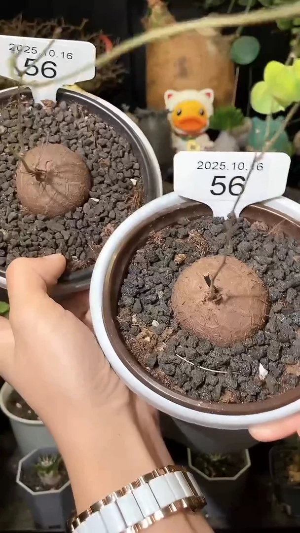 56号1016南非龟甲龙福利特价组合