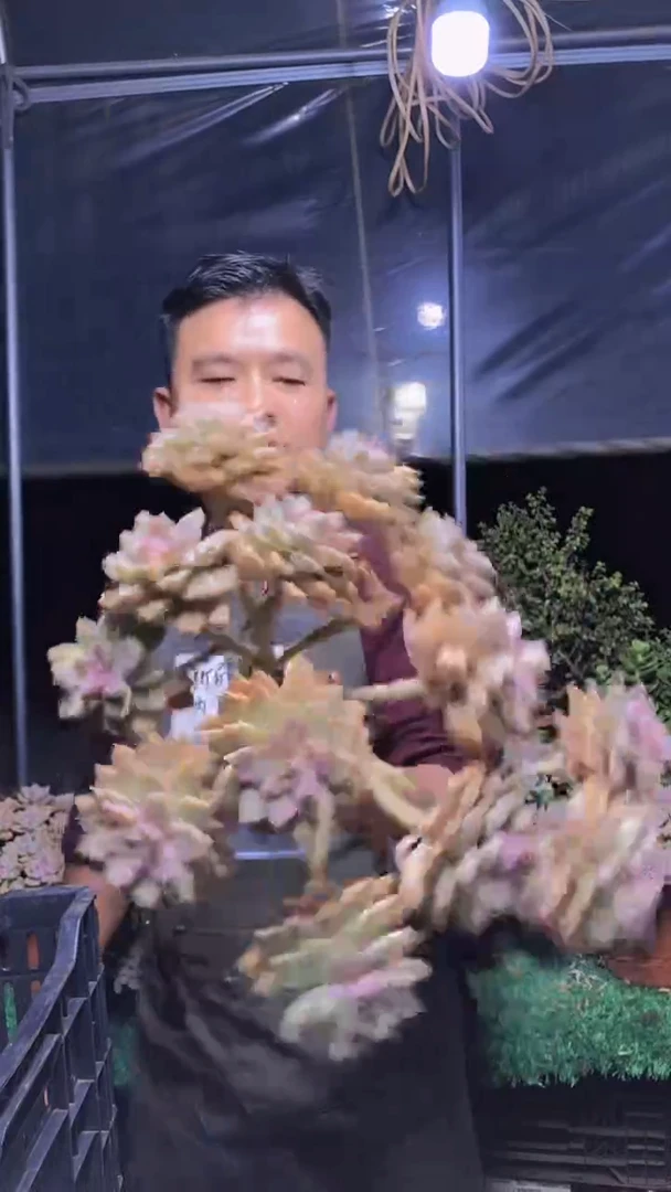 137淡雪缀化一物一拍