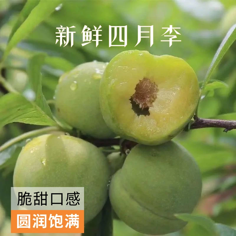 贵州四川正宗青脆脱骨李新鲜现摘酸甜可口应季水果
