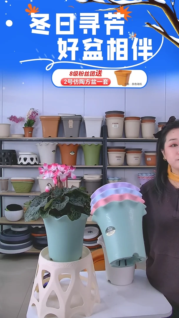 彩色荷叶边5002十套带托盘