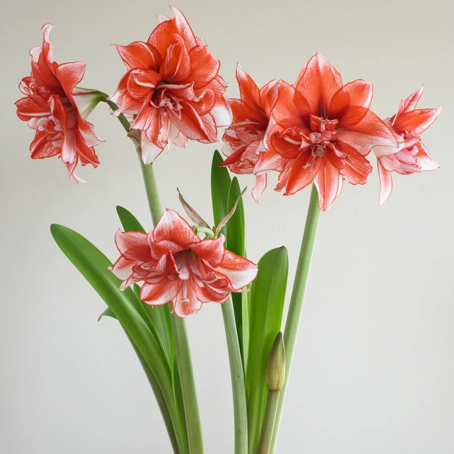 种花王大爷 荷兰朱顶红【火焰黛丝】种球多年生球根耐寒易养护