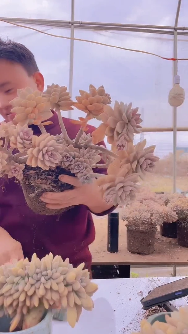 【闪购商品】缀化258