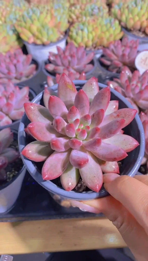 A367-虞美人单头脱土发（量拍）