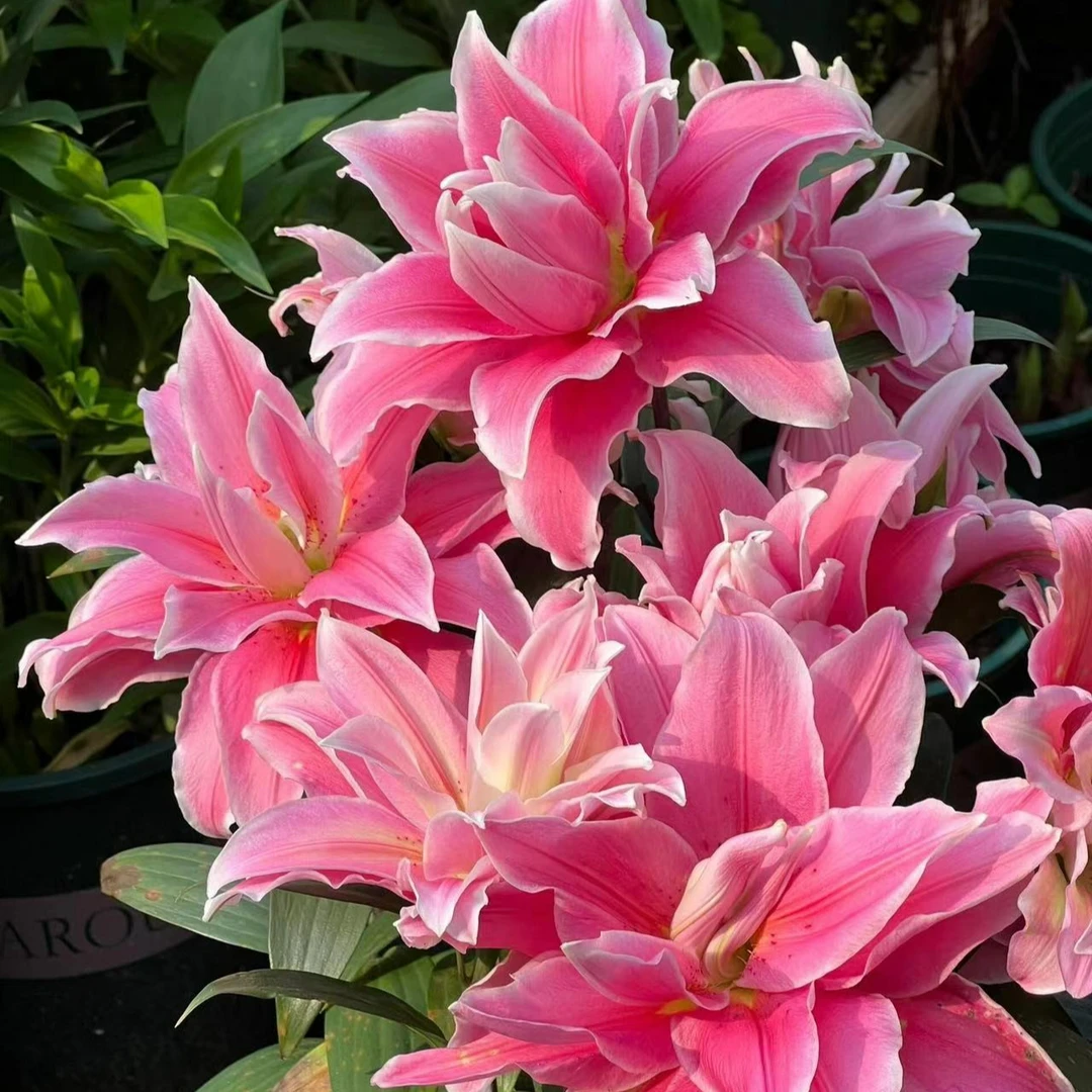 z四季可种1颗【莎拉公主】13/15重瓣香水百合庭院阳台花球