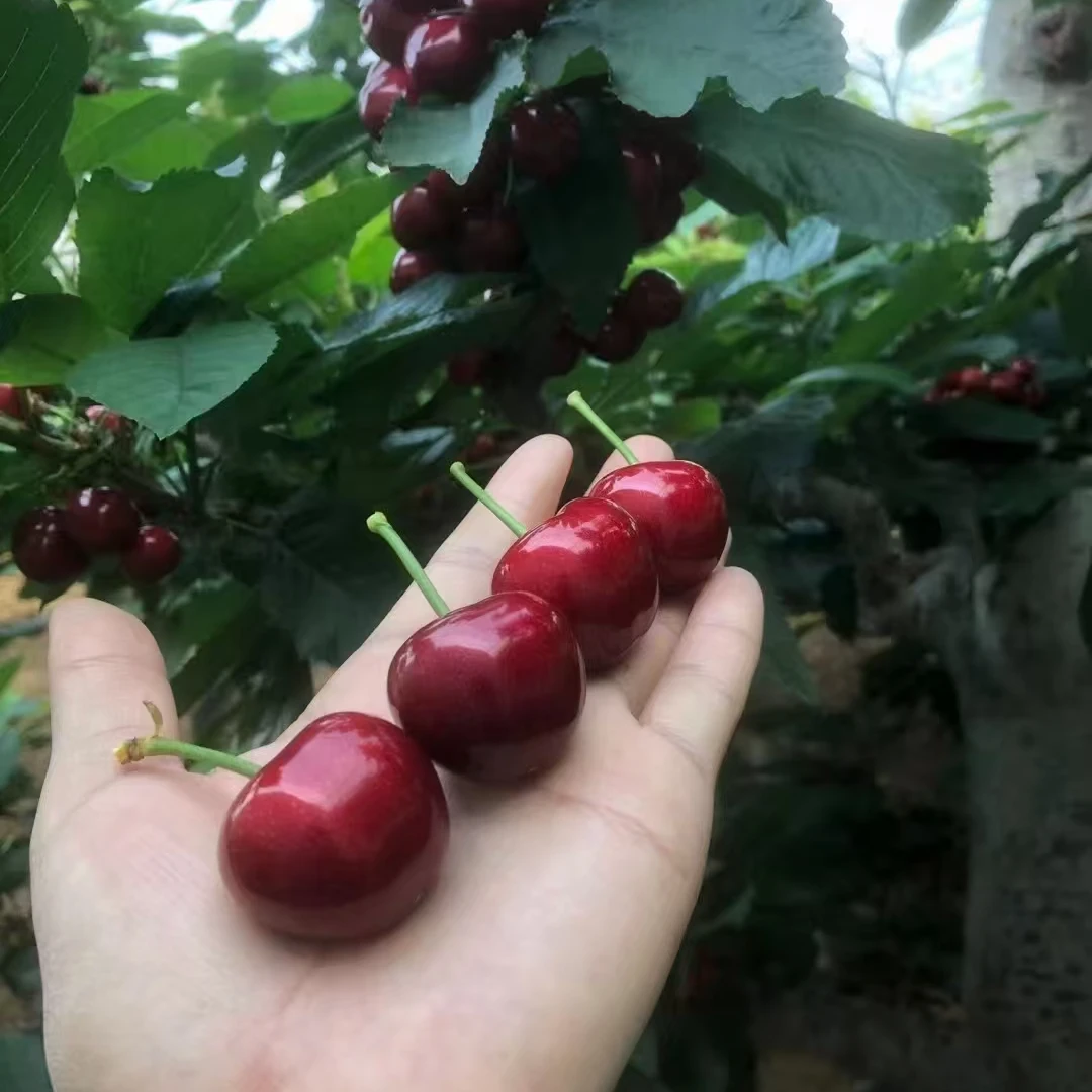 大连梅枣大樱桃顺丰空运包邮J2J3J4J5J1.8斤 内附果径卡