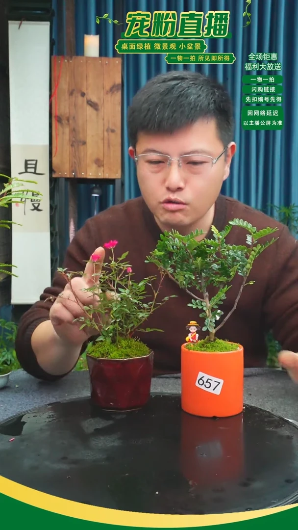 无花朵Y**w苔藓微景观657号