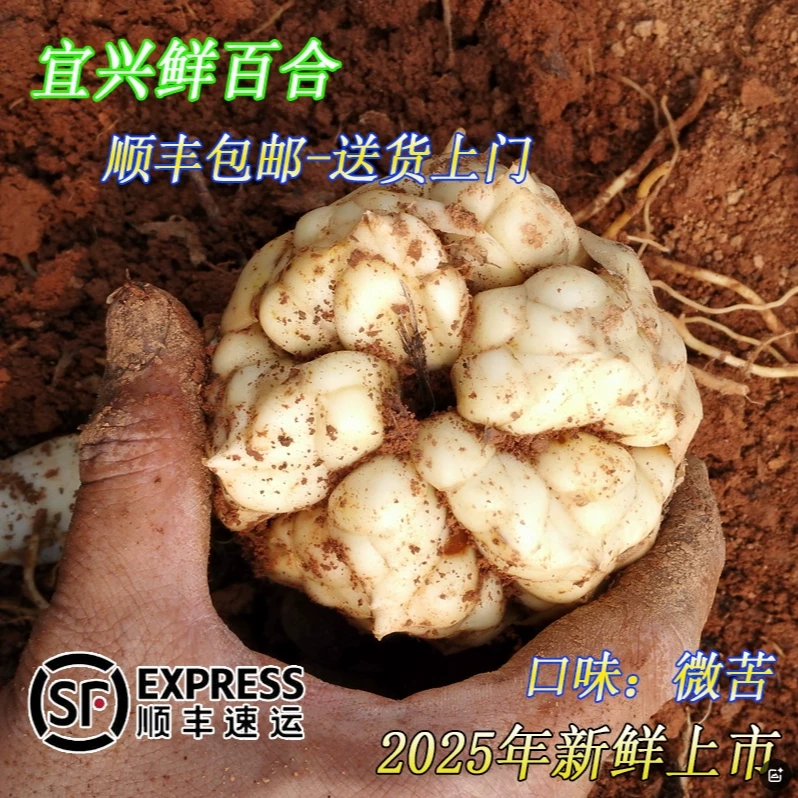 2025宜兴新鲜百合蔬菜5斤农家微苦鲜土特产级食用大白合3斤顺丰包邮宜兴百合