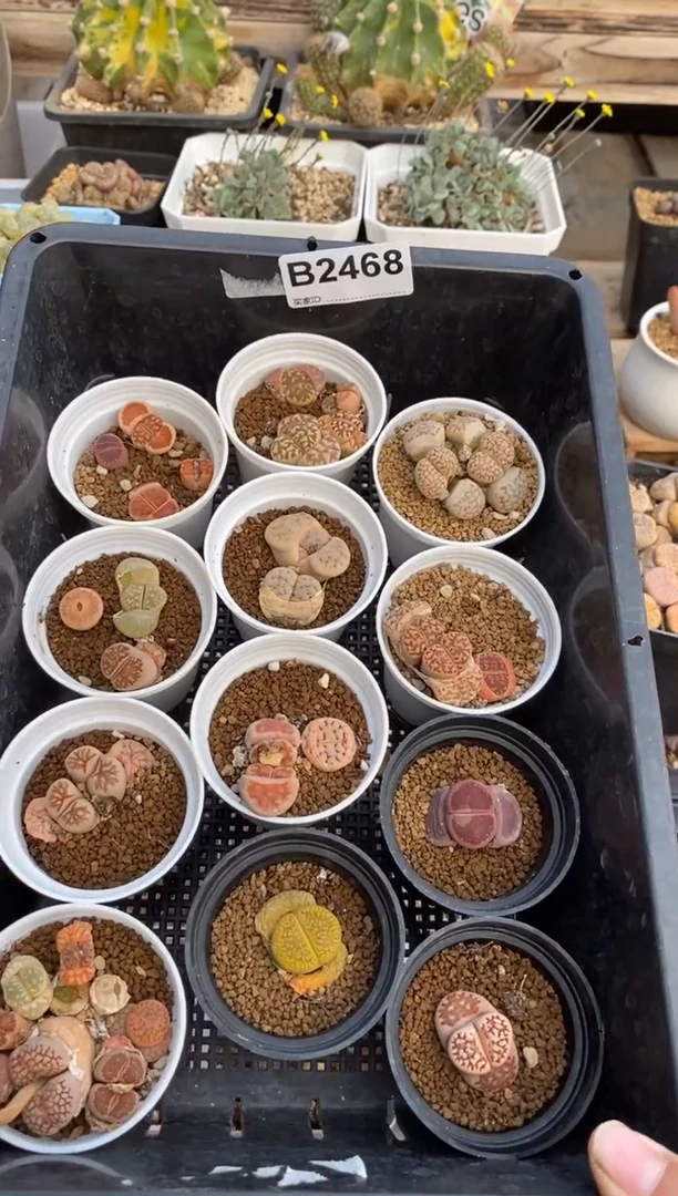 【闪购商品】2468直播一物一拍