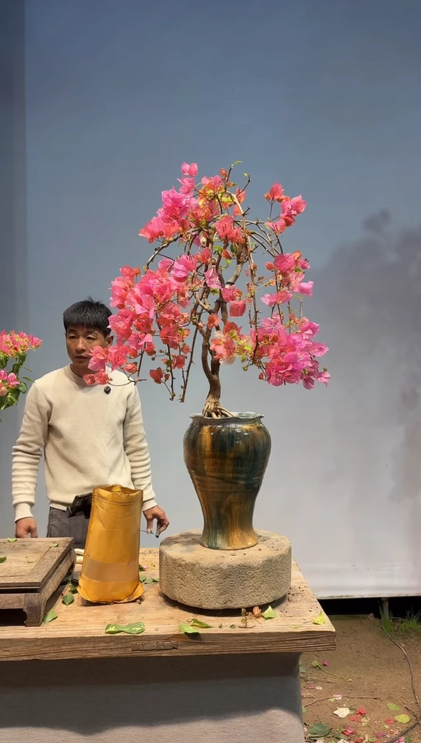 以实际为准三角梅99