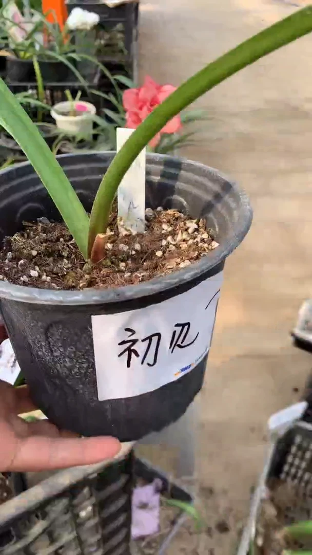 当前无花栽培后可以开花初见2-3cm原土原盆