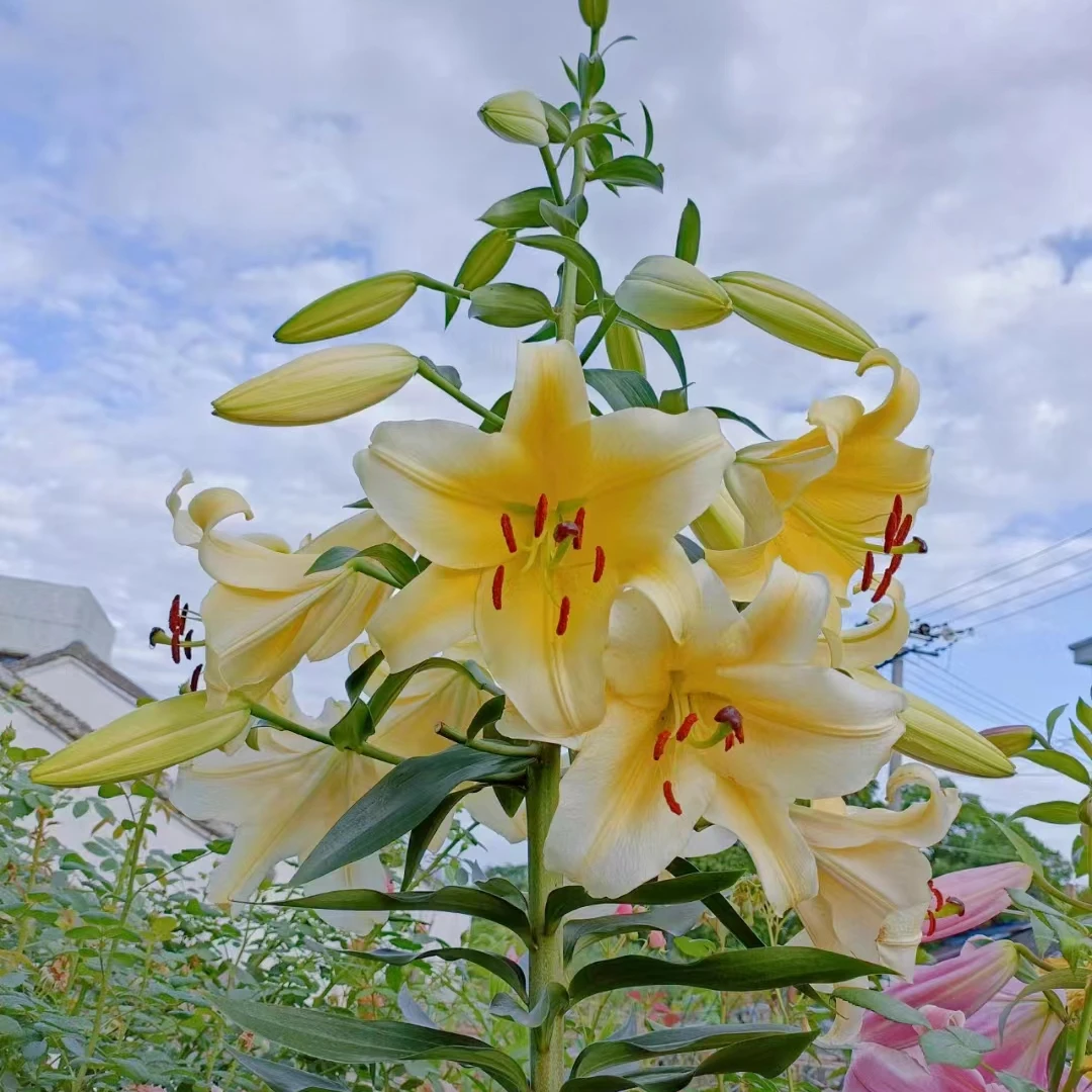 诗晚印象【木门】1颗14-16规格OT系列进口百合种球百合花种球