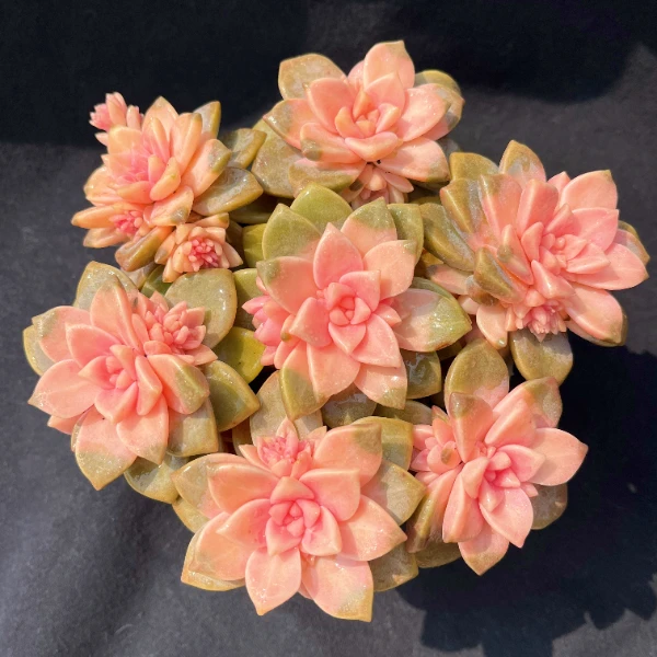 樱花锦 丸子多肉植物（带盆带土）阳台庭院盆栽 云南产地种植直销美