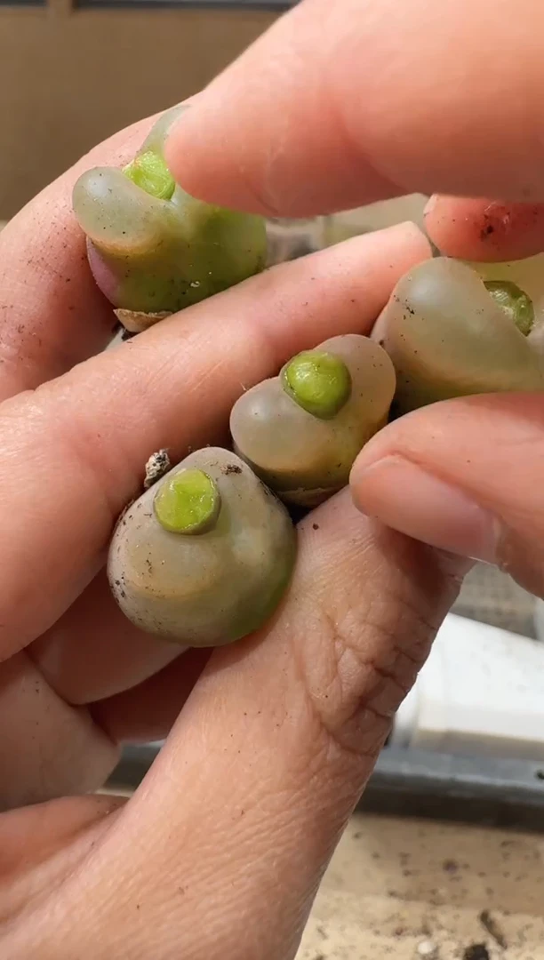 多肉植物肉锥4-73