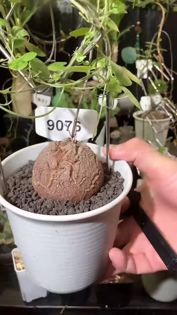 906号909甄选南非龟甲龙单颗