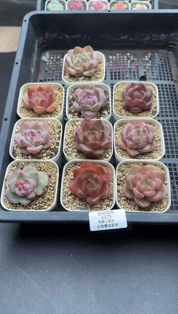 珍妮杂交多肉A373