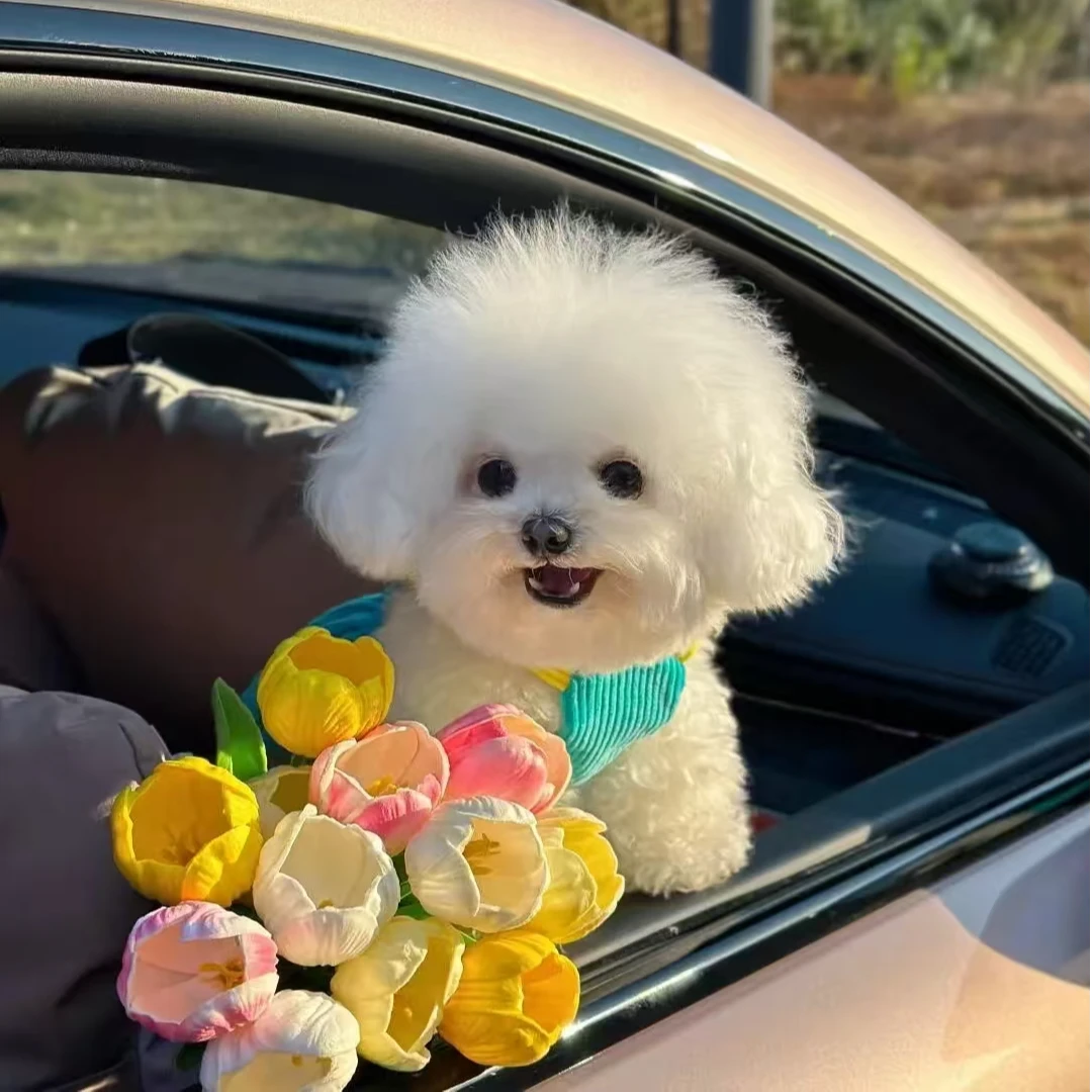 尚宠【颖姐宠物】比熊狗狗活体通用链接-SC-009