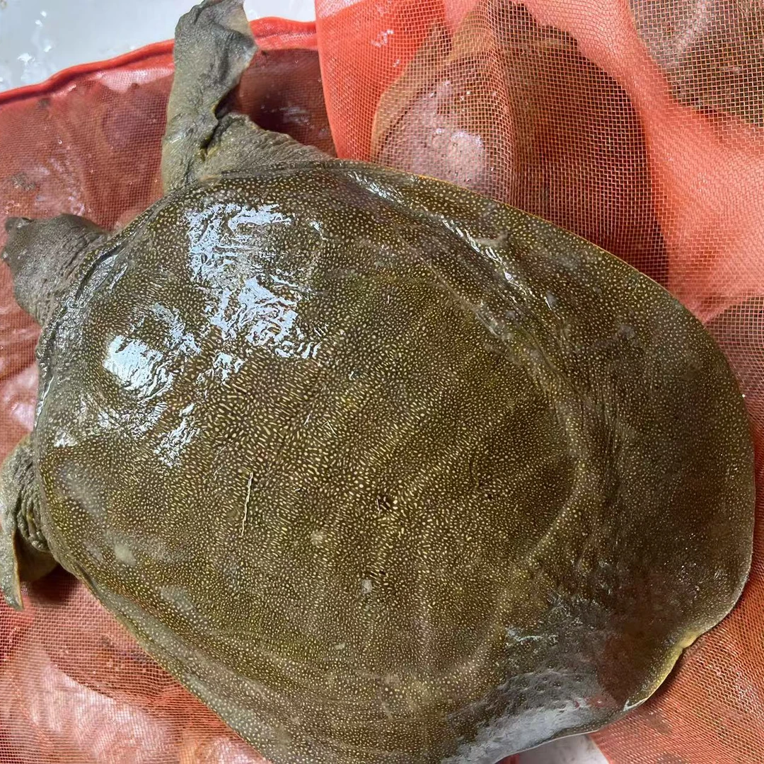 3只外塘大甲鱼共7-6斤生猛外塘甲鱼稻田中华鳖青背水鱼包活到家