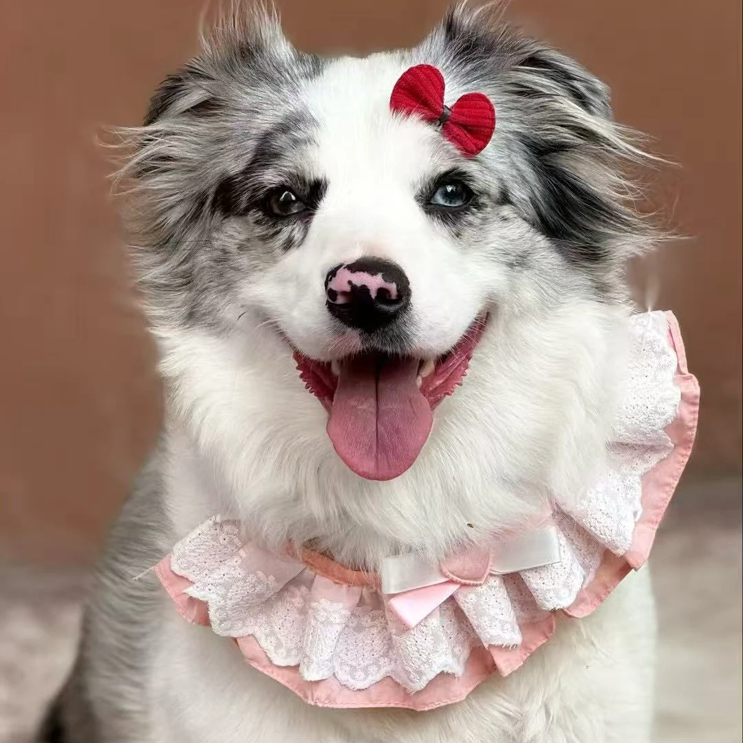 【梧桐宠物小院】精品可爱边牧链接狗狗