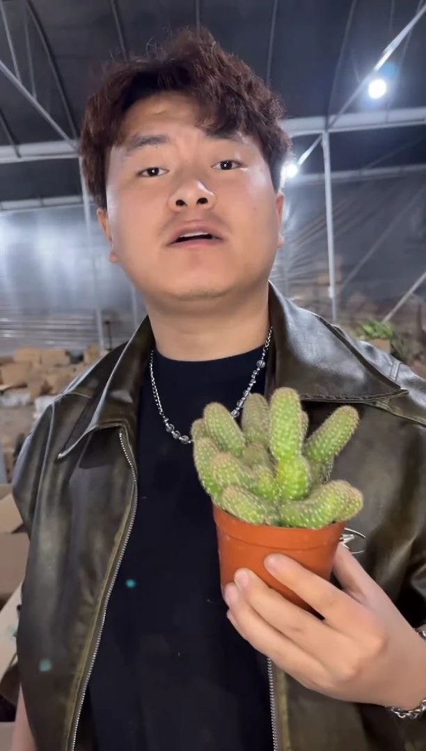 2颗 不指定 白檀【带根】