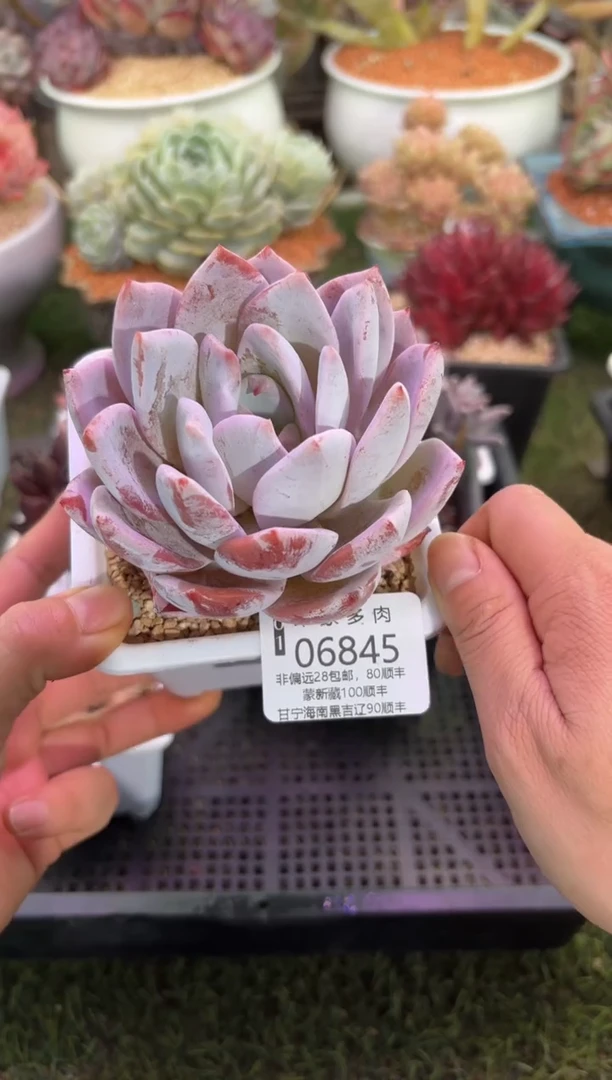 【闪购商品】06845