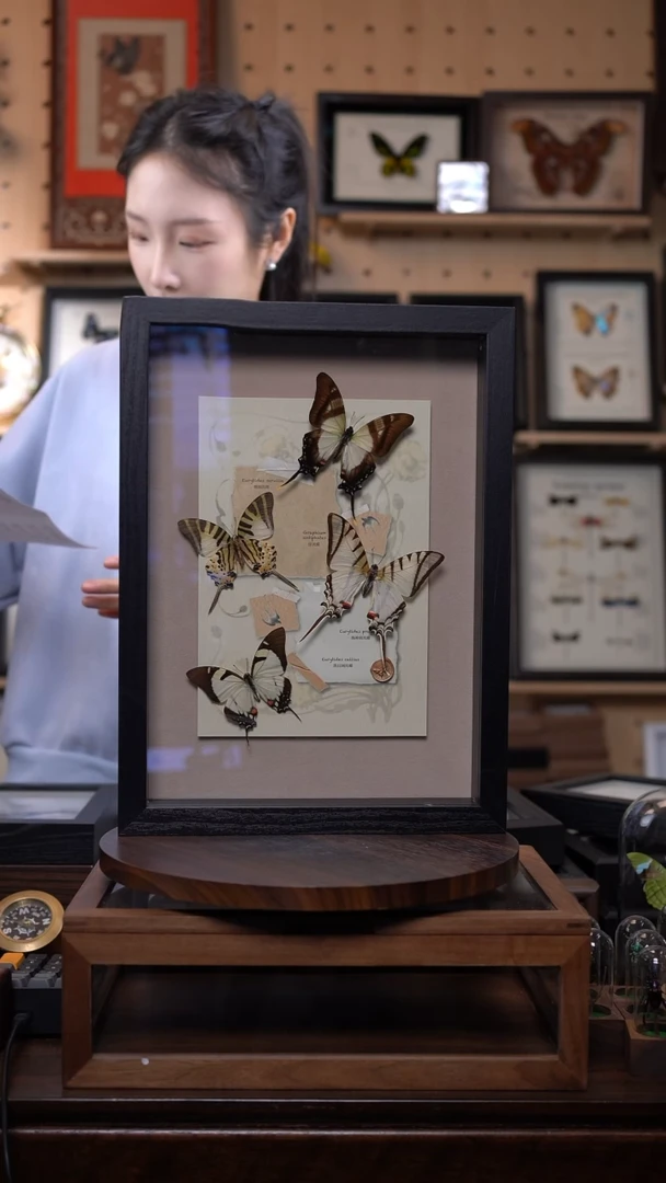 蝴蝶标本摆件竞拍e38