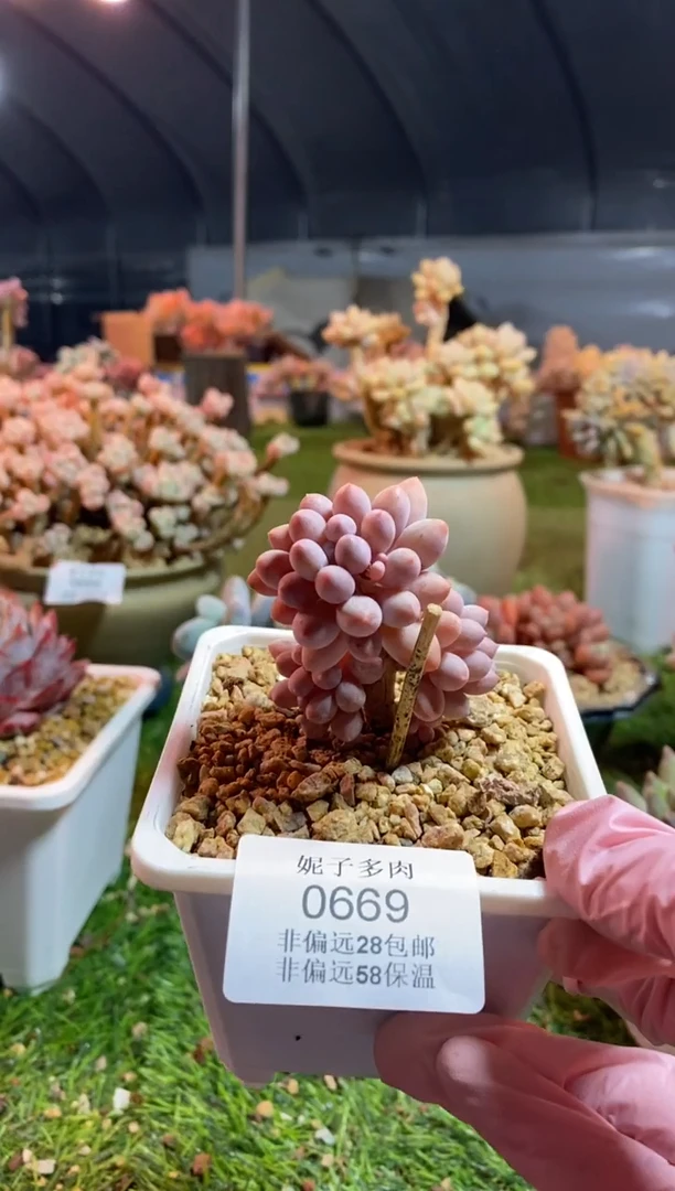 【闪购商品】0669a