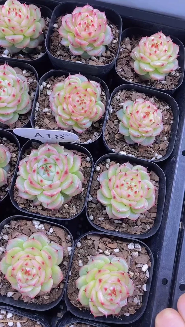 【闪购商品】A18-玉玲珑